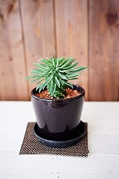 Amazon.co.jp: はなみどり 多肉植物 パイナップルコーン
